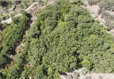 Exclusive 5700 m2 land with oak and olives for camping or eco village Dobra Voda